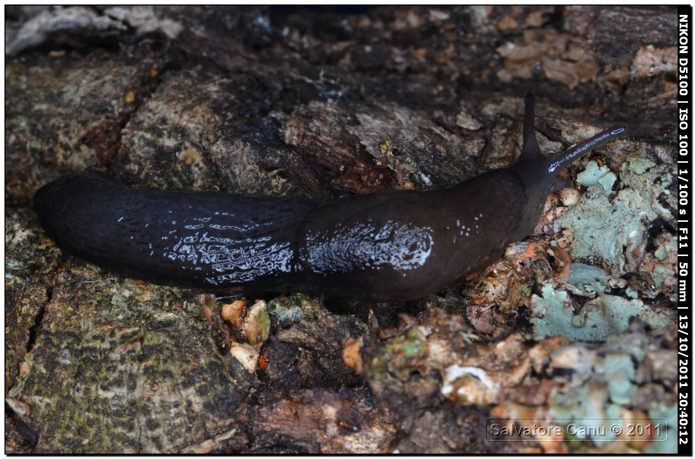 Milacide  Milax cf nigricans