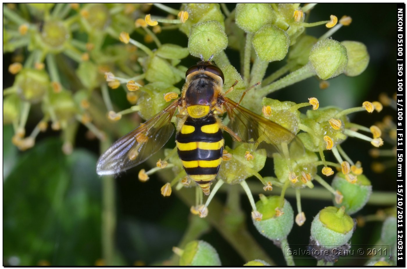 Syrphus ribesii (Syrphidae)