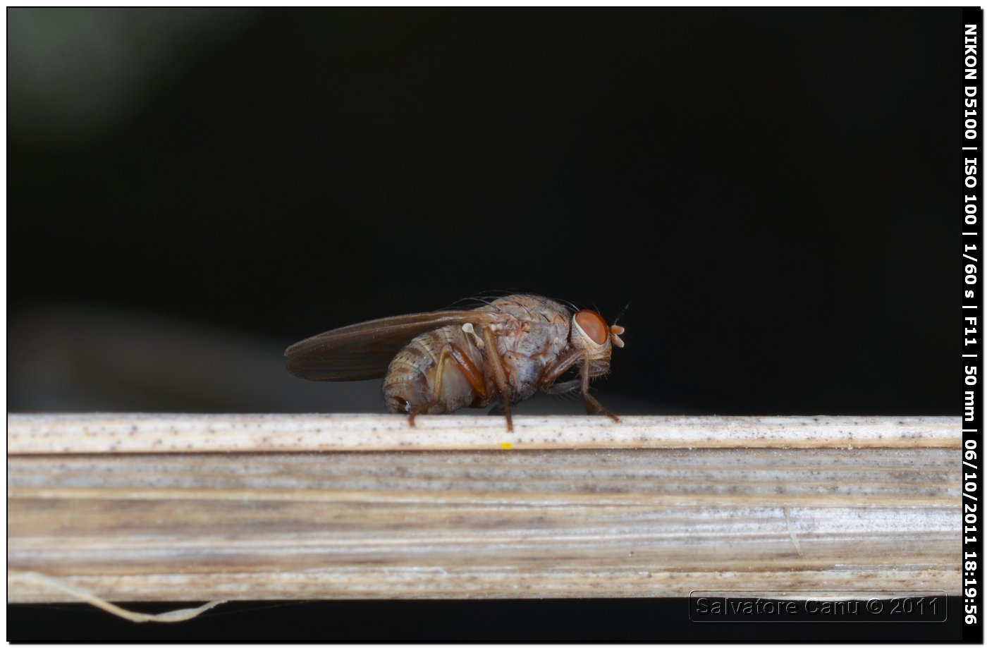 Lauxanidae?