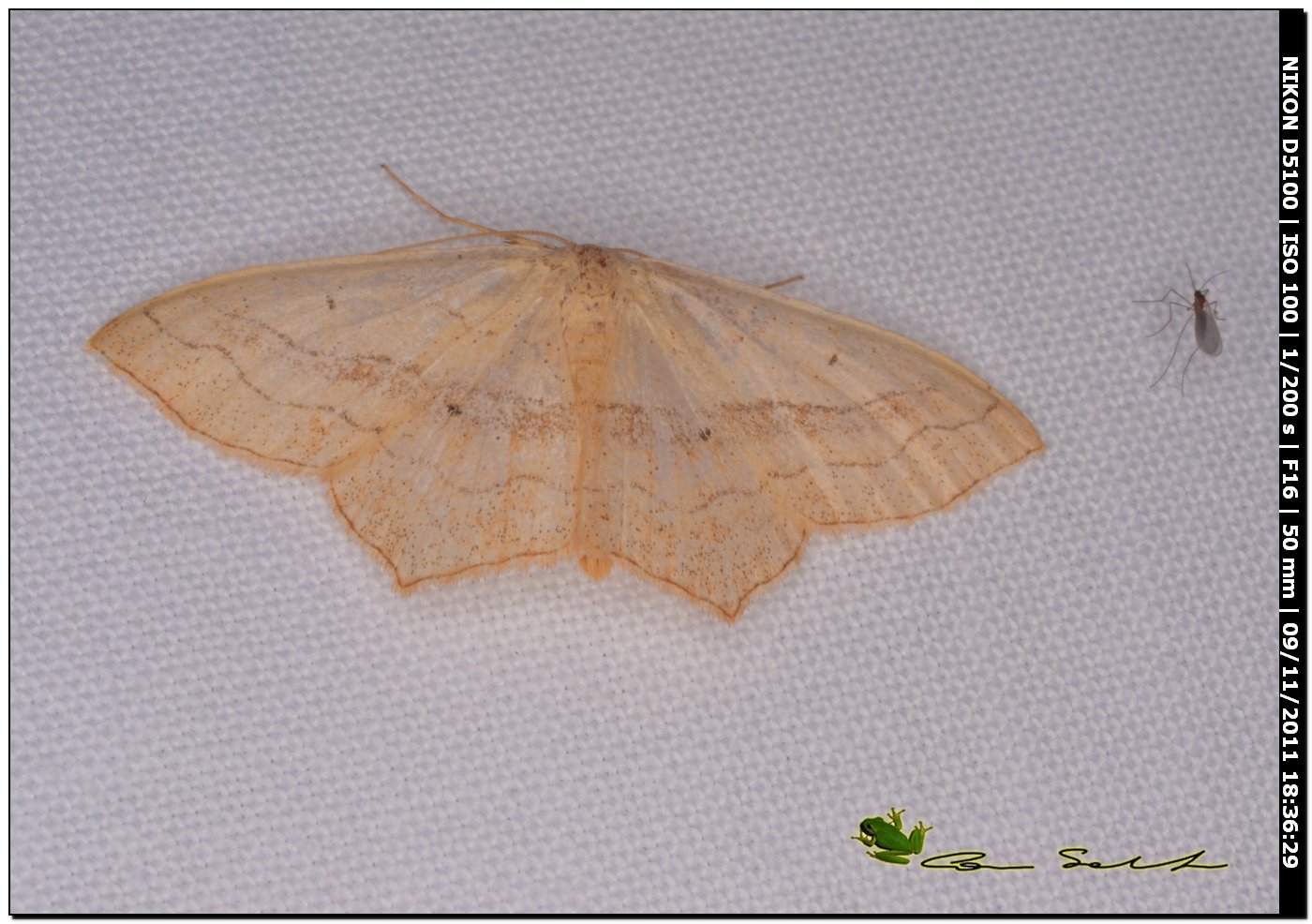 Geometridae, Scopula imitaria