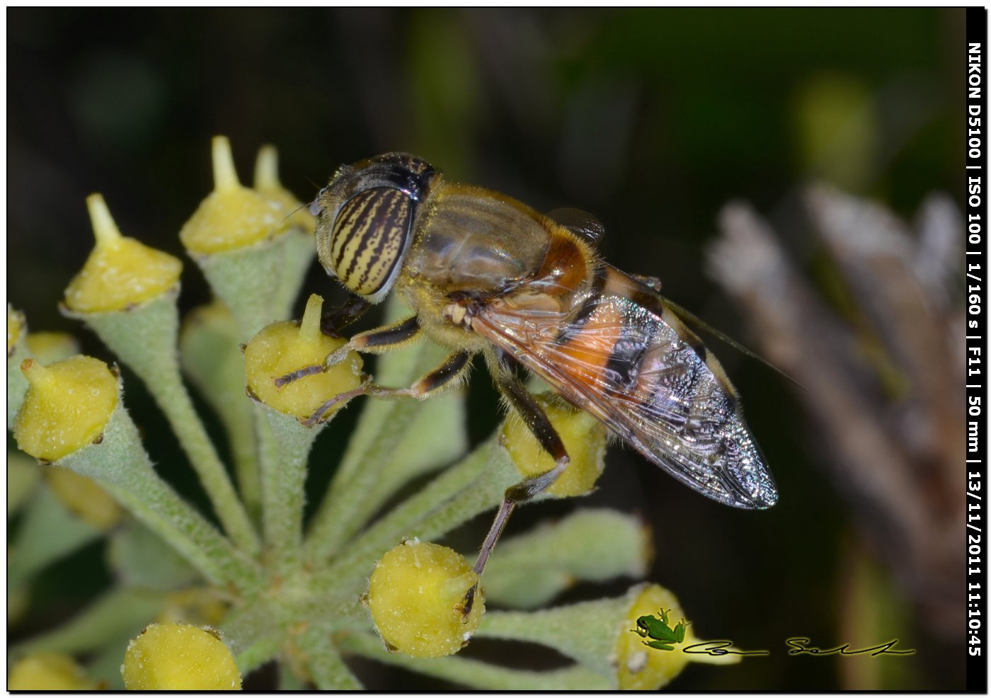 Eristalinus taeniops, Syrphidae