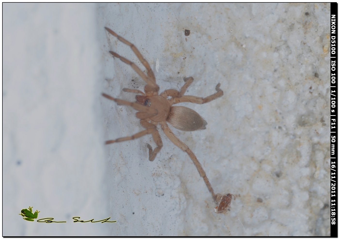 Gnaphosidae, cf. Drassodes sp.