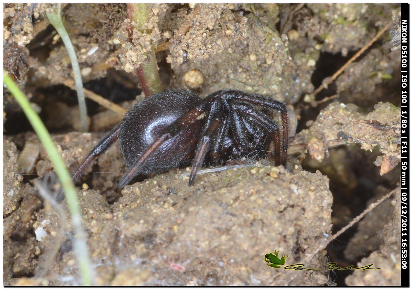 Theridiidae, Steatoda paykulliana