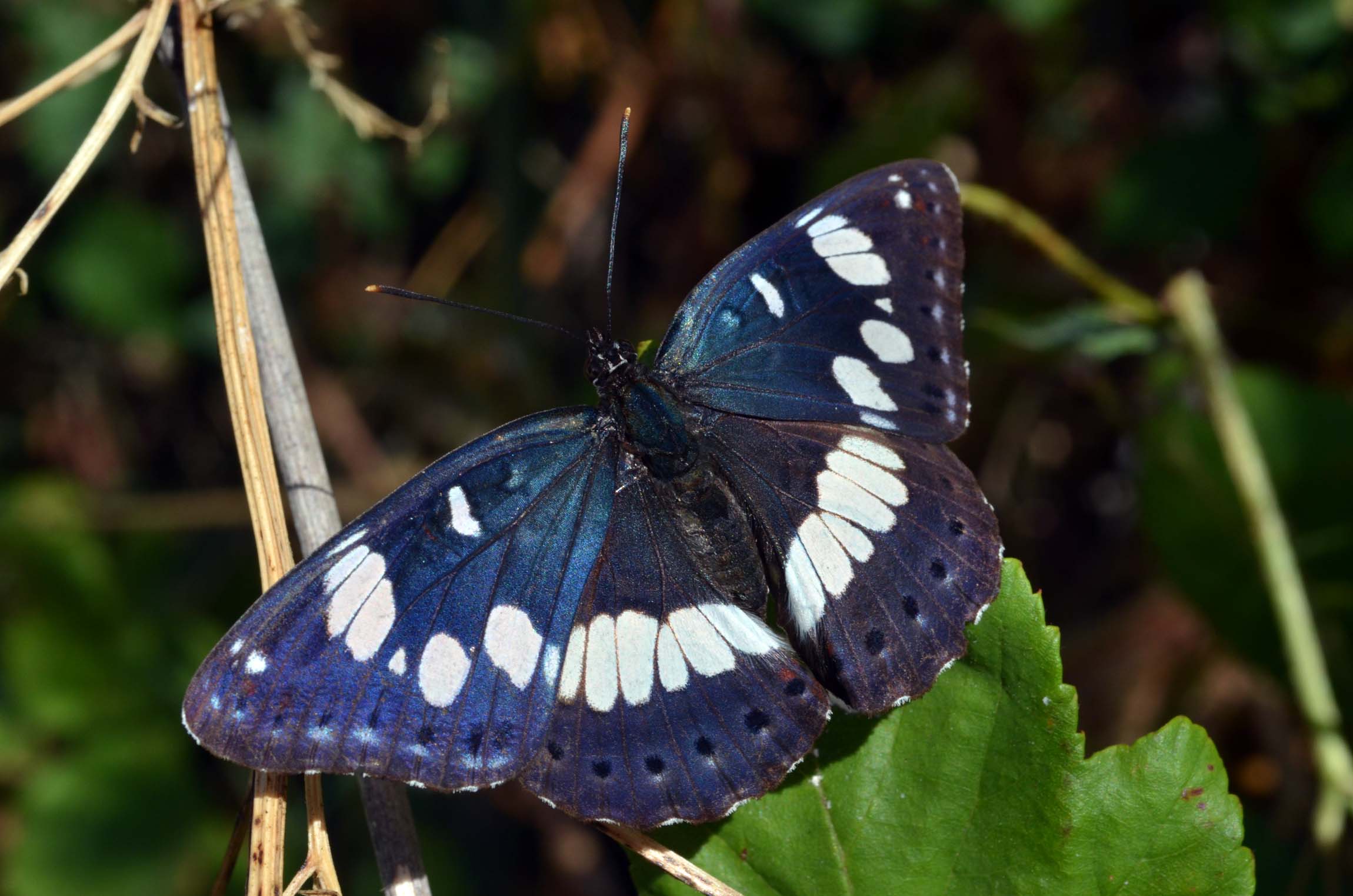 Limenitis reducta, da confermare