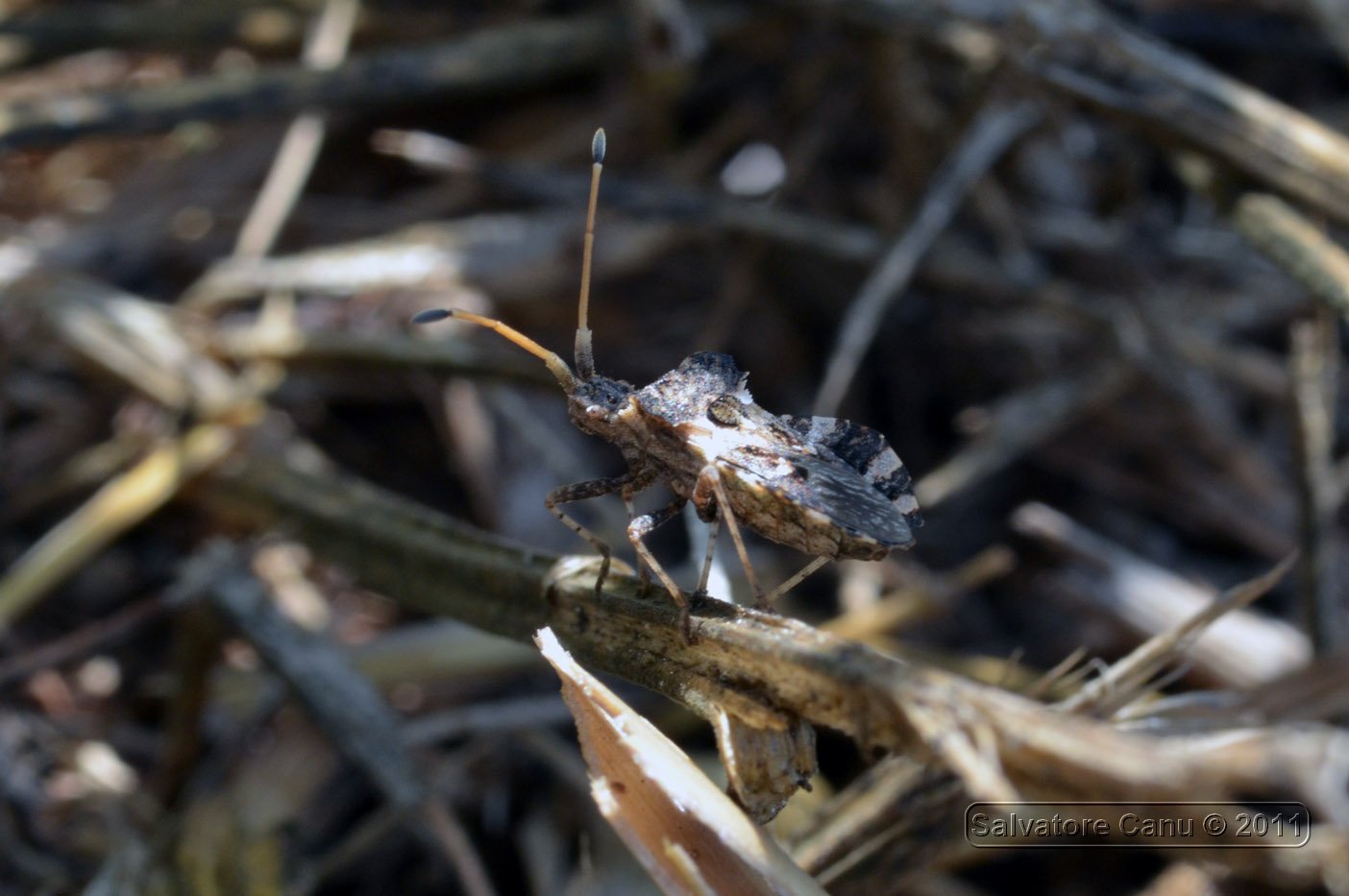 Coreidae: Centrocoris variegatus della Sardegna (SS)