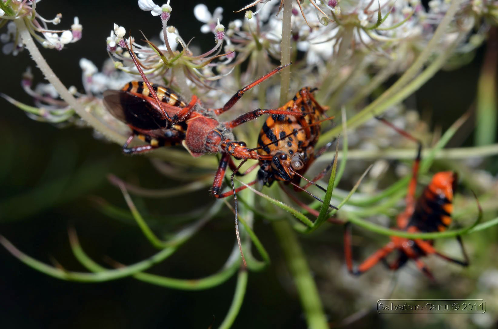 Rhynocoris erythropus predano un Graphosoma lineatum