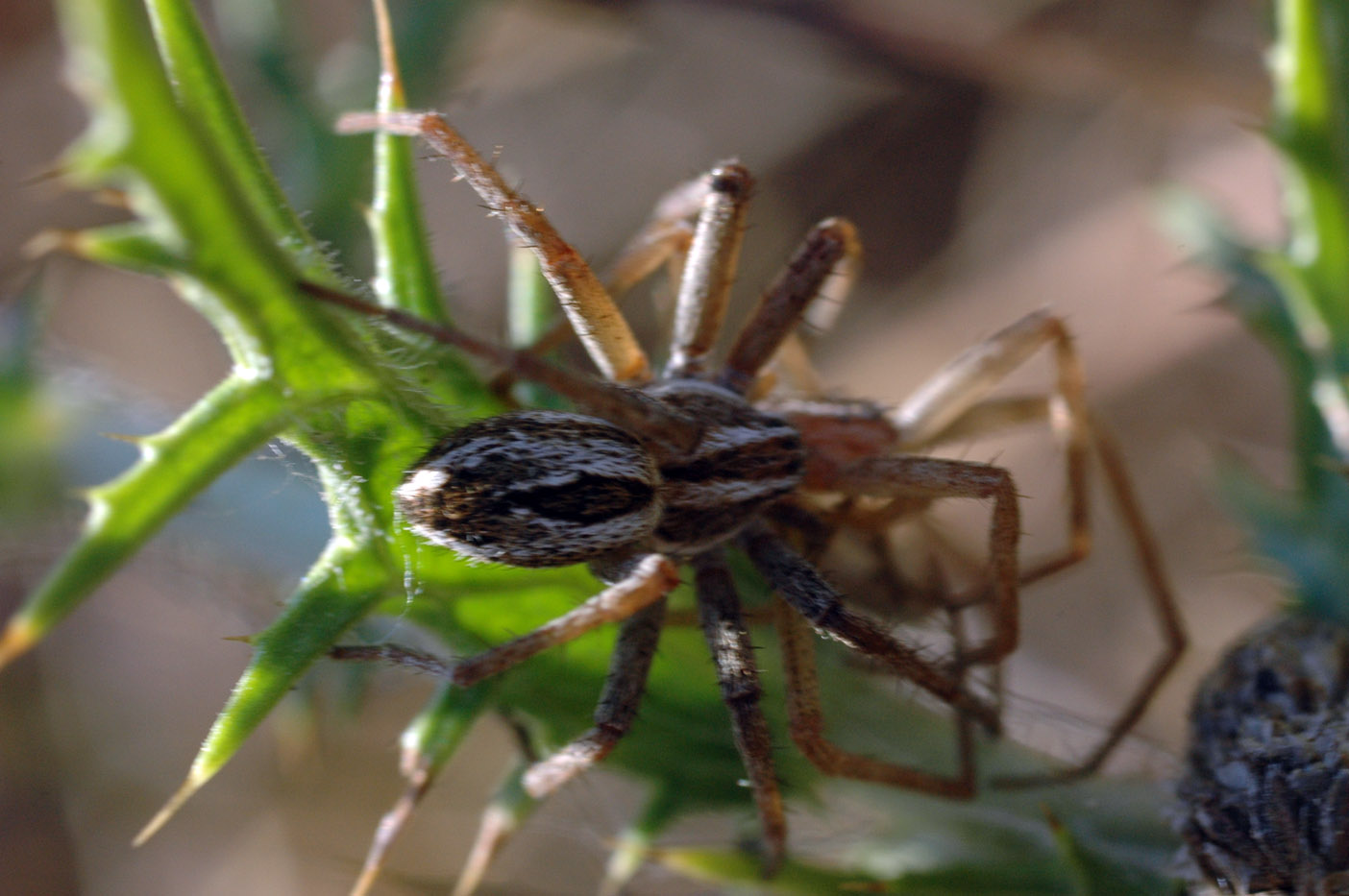 Thanatus sp. preda Tibellus sp.