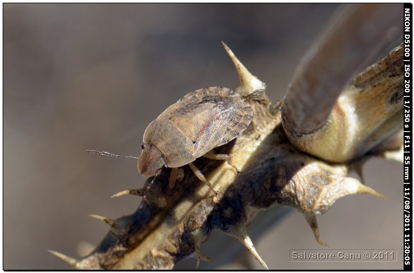 Pentatomidae: Sciocoris helferi di Sardegna (SS)