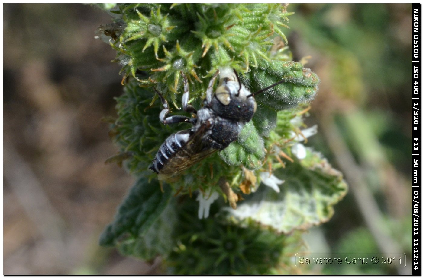 Coelioxys sp.