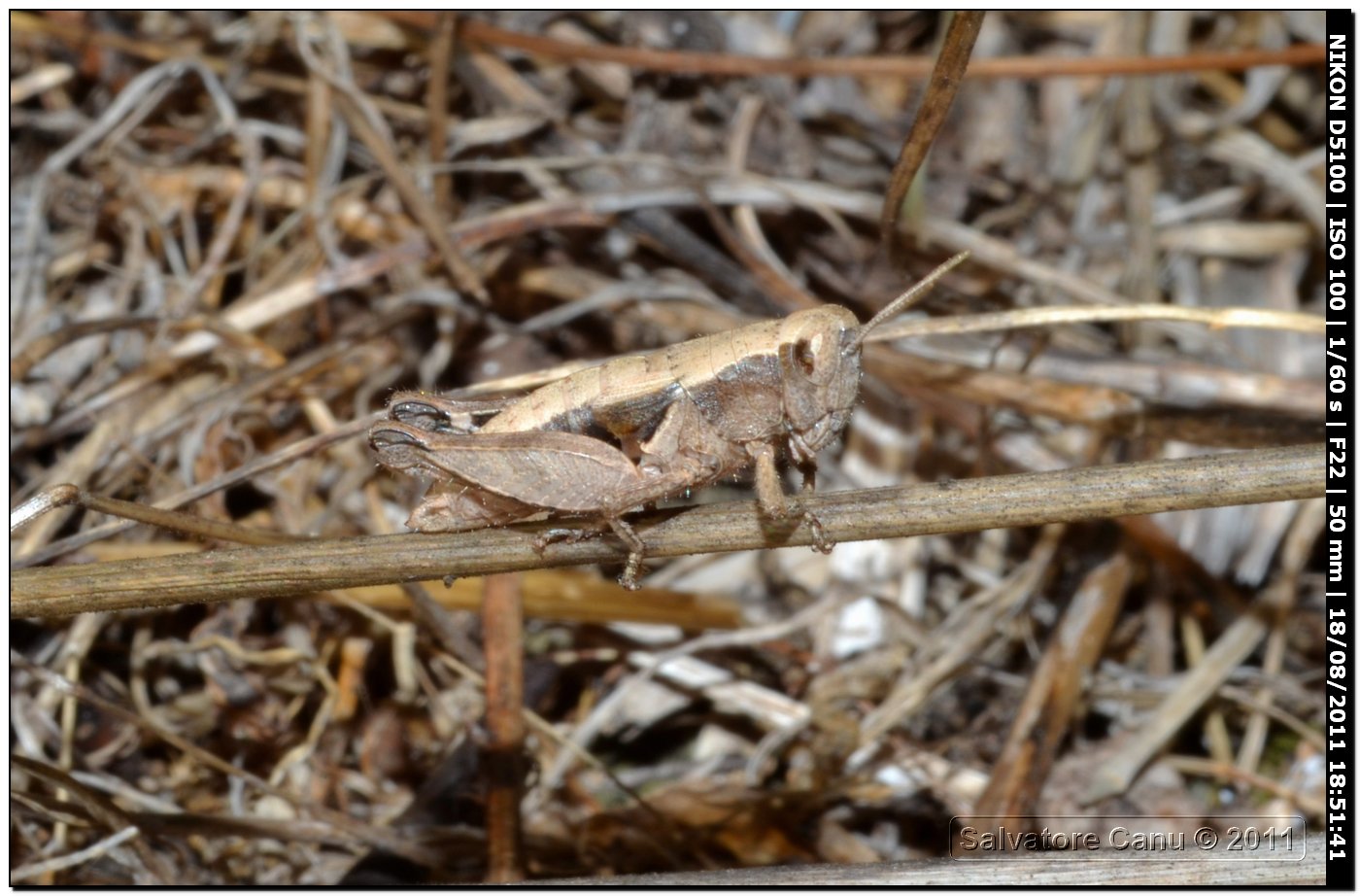 piccola cavalletta da ID, 12/15mm - Pezotettix giornae