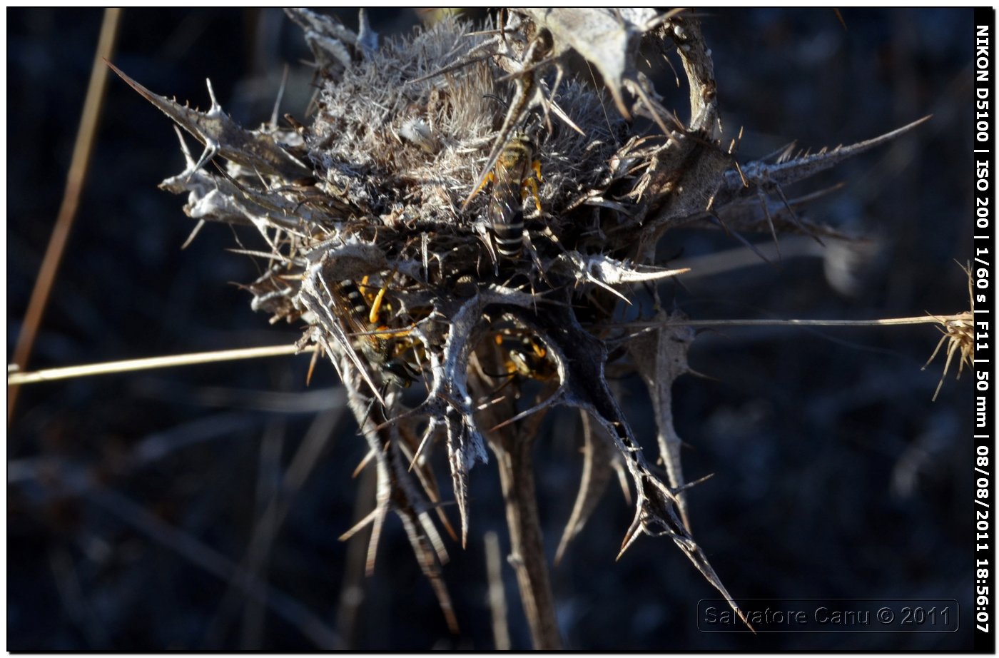 costruzione del nido? (Apidae Halictinae)