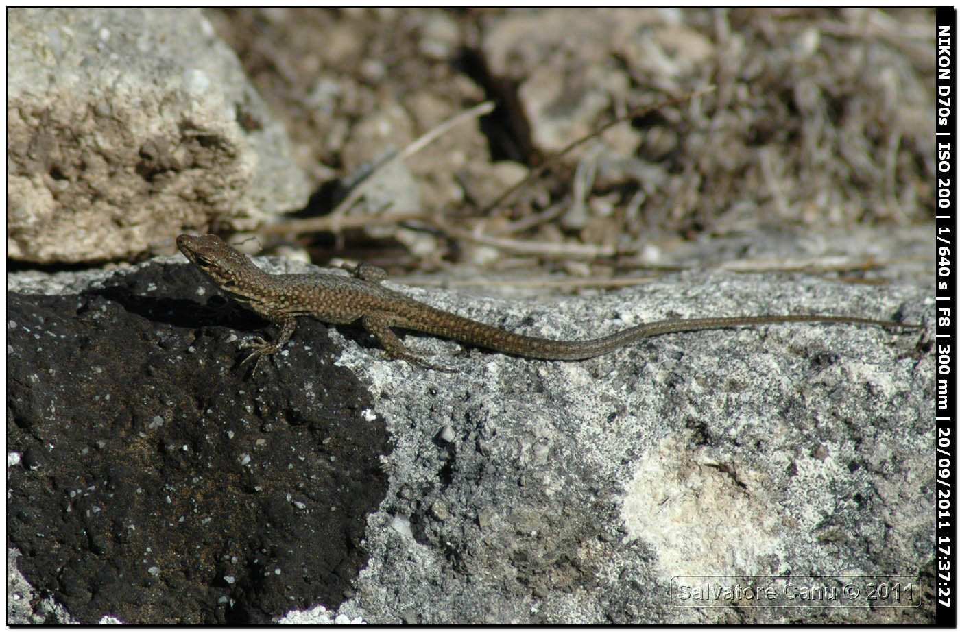 Podarcis da determinare ( Podarcis siculus)