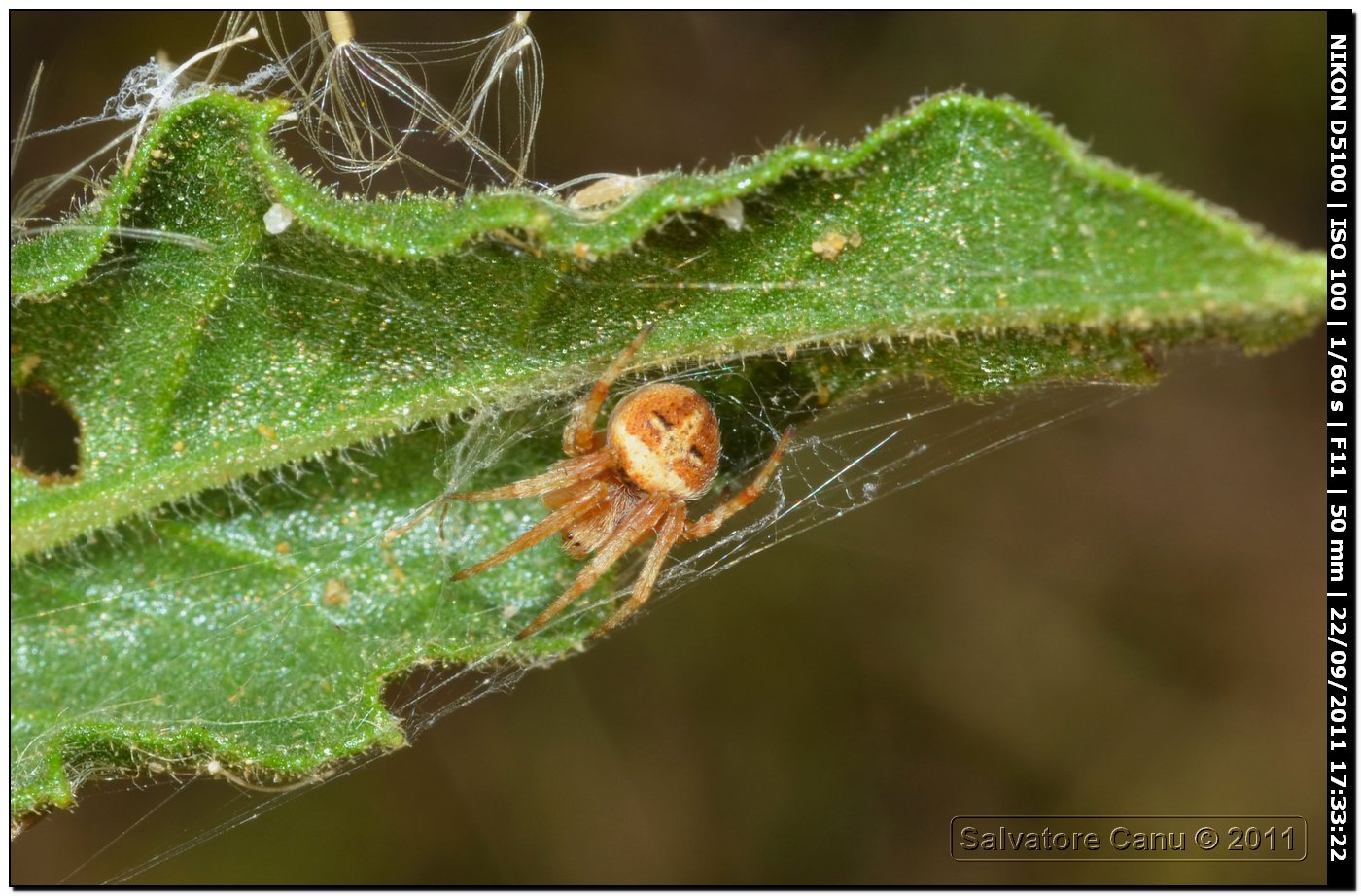 Agalenatea redii