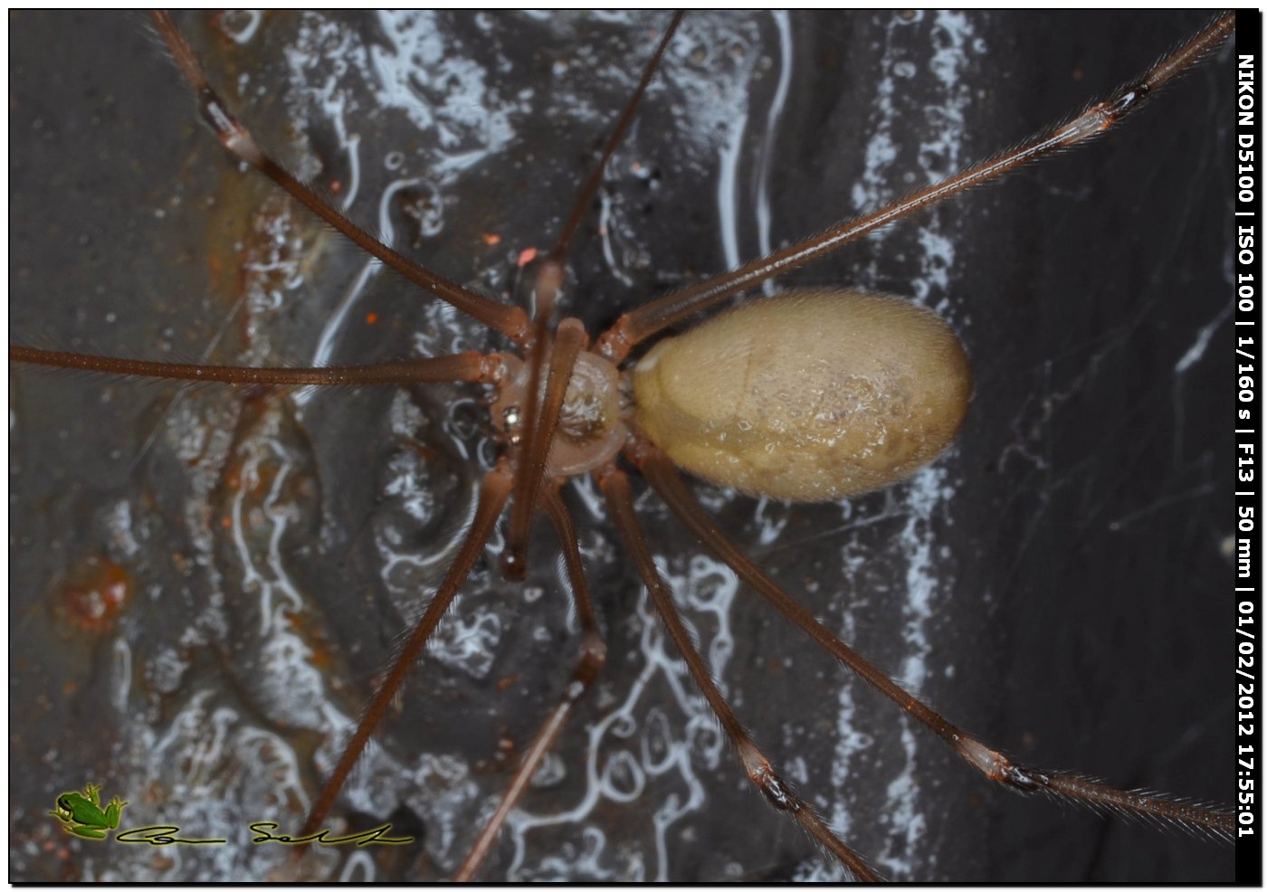 Pholcus phalangioides