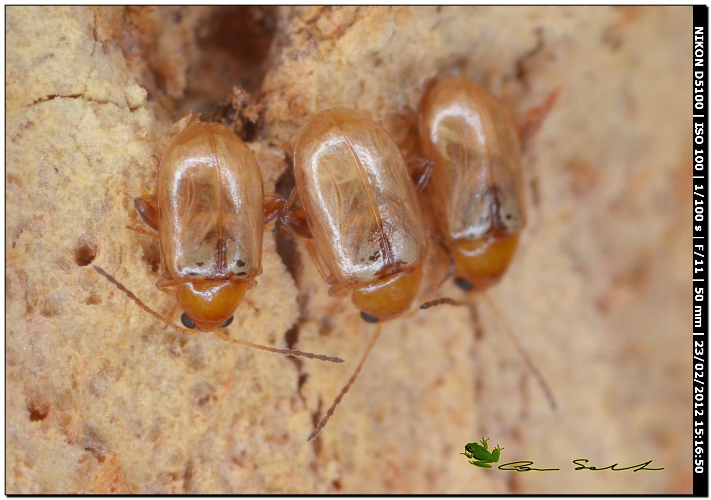 Longitarsus? da Uri per id.