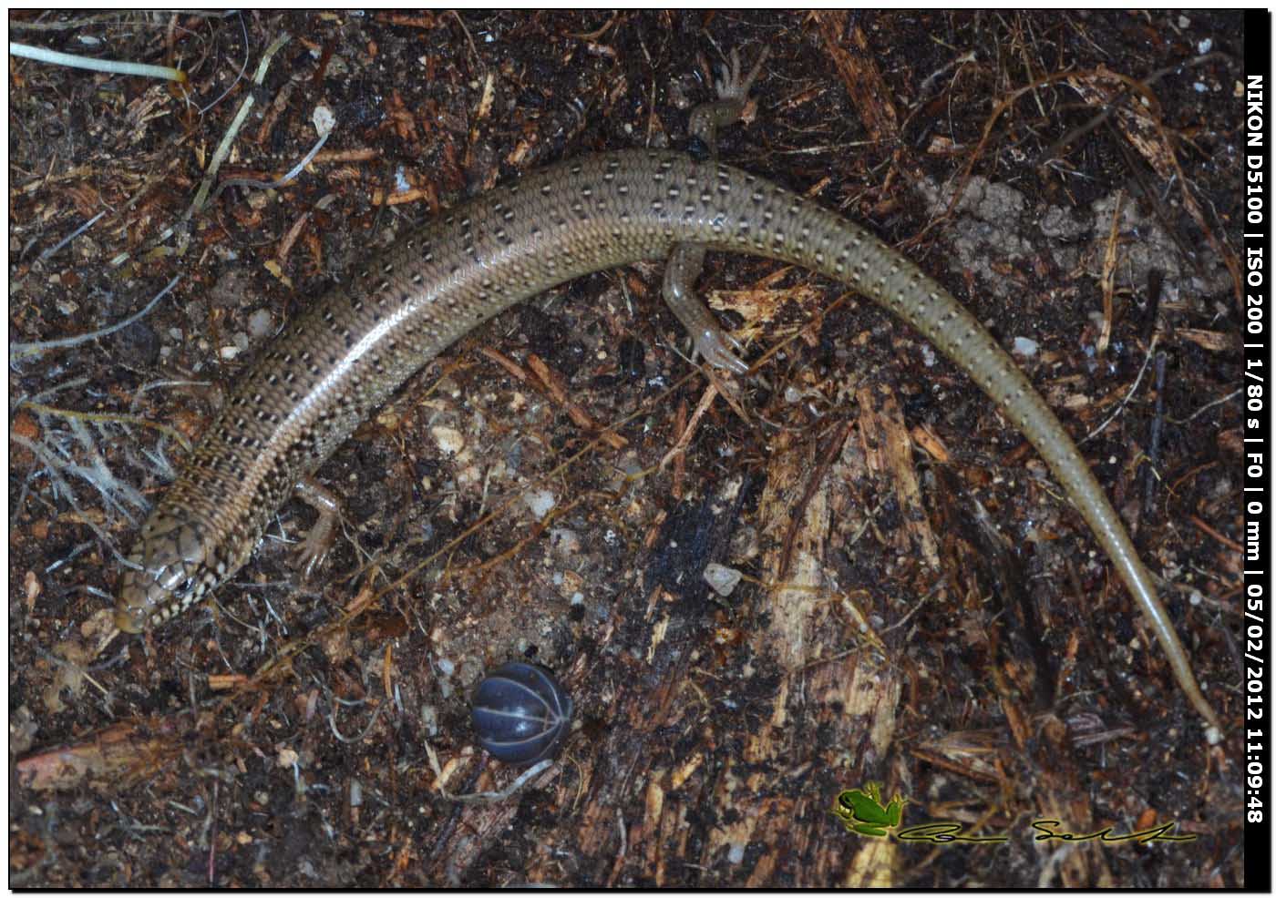 Chalcides ocellatus da Usini