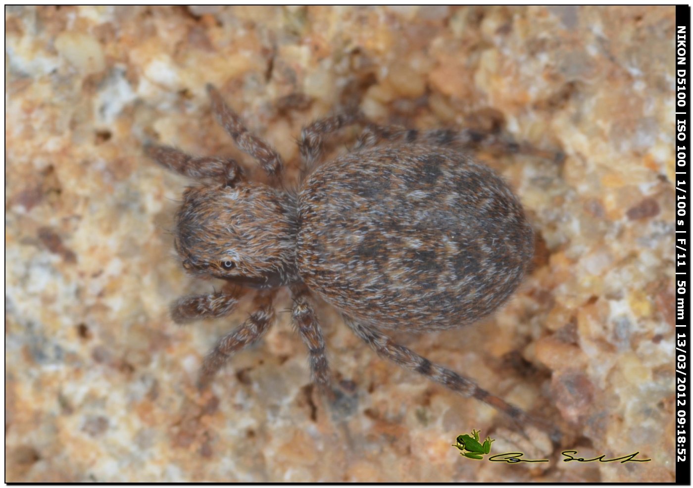 Euophrys sp.