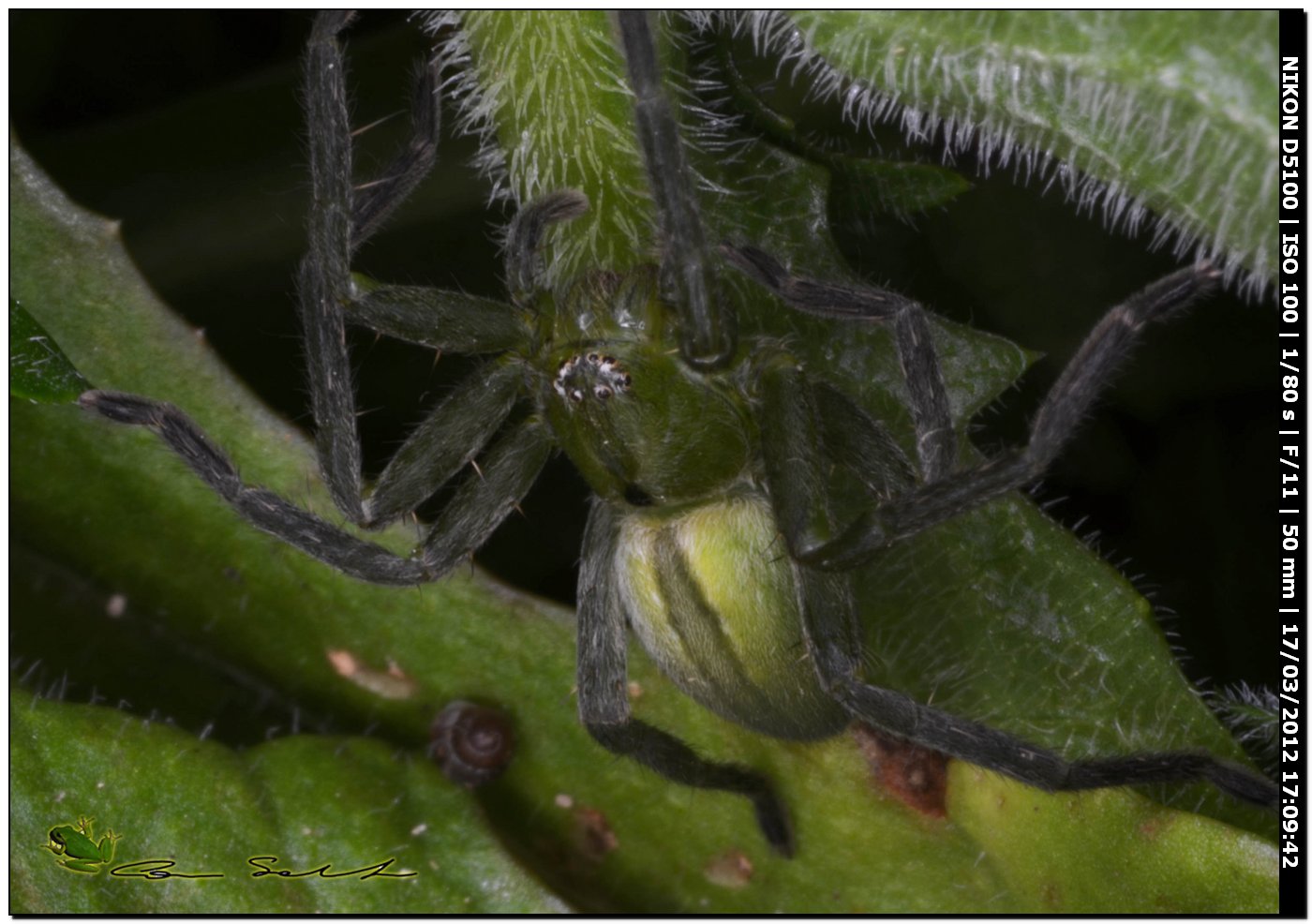 Micrommata ligurina ♂,da Usini