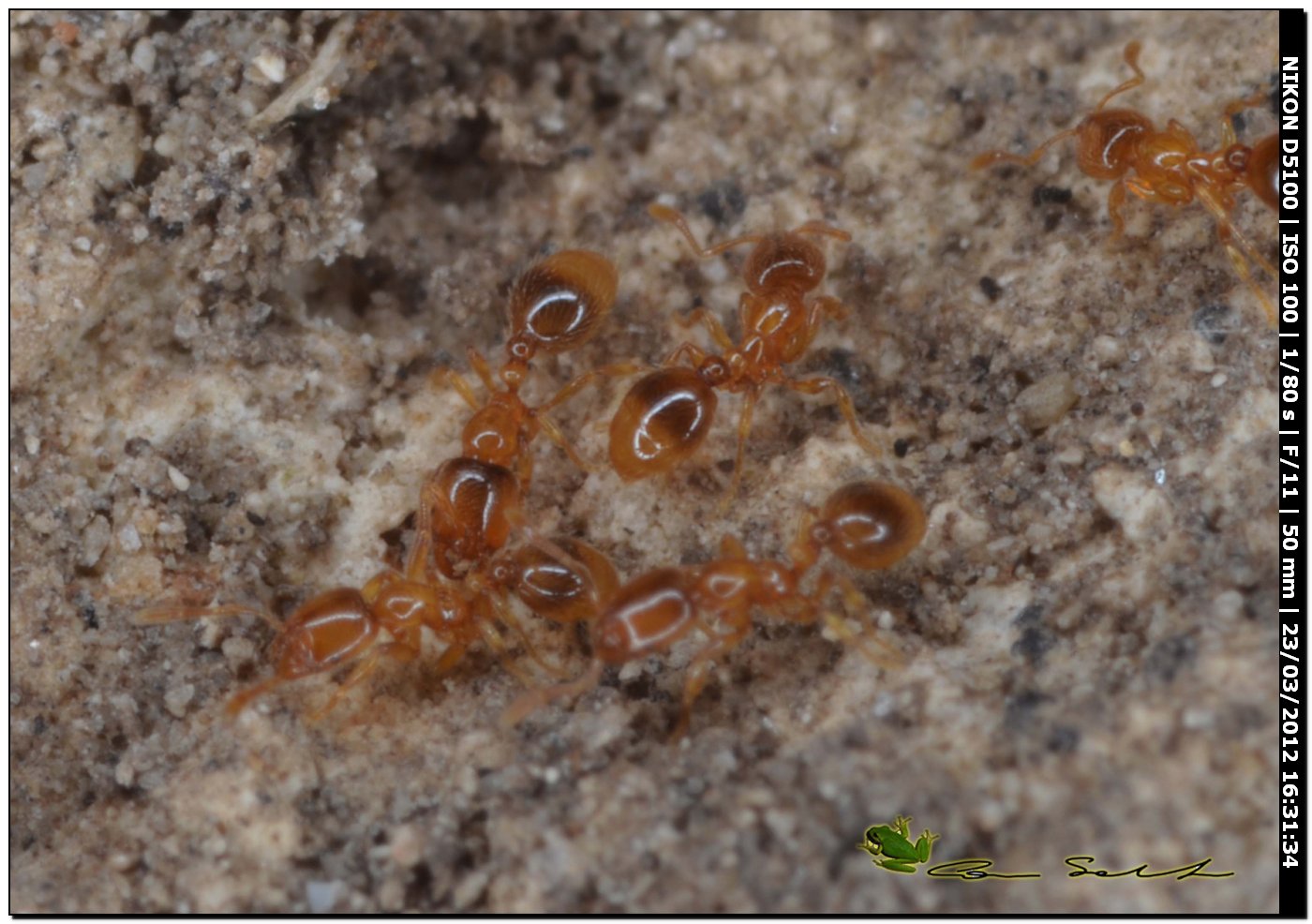 Solenopsis cfr fugax sarde