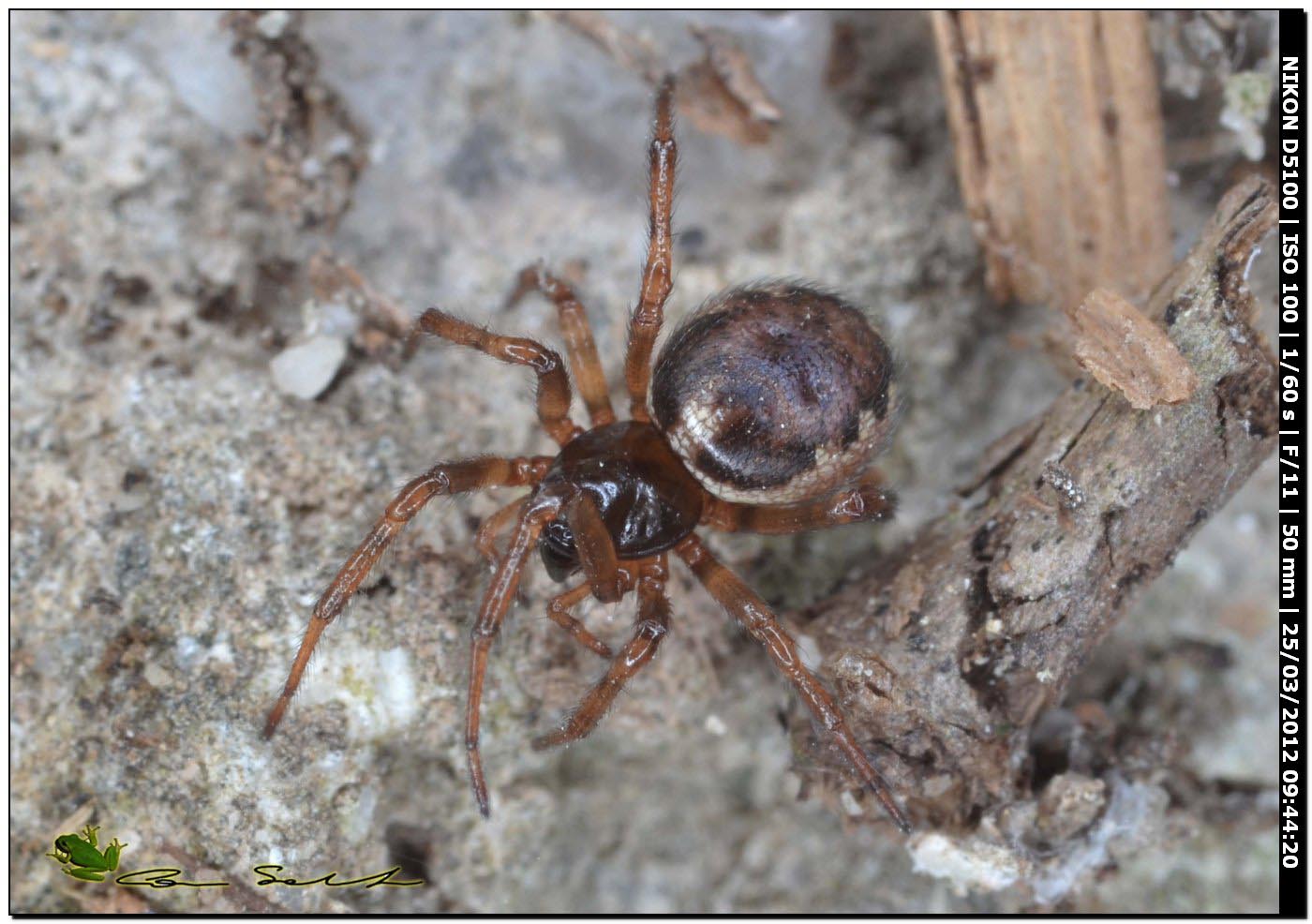 Enoplognatha sp. da Uri