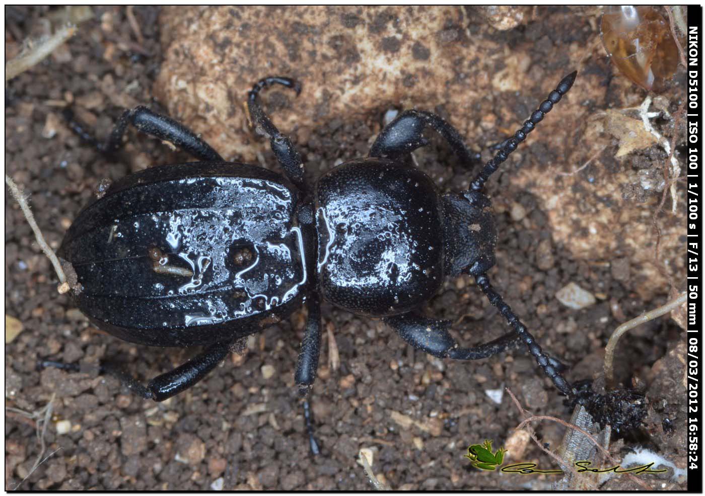 Scaurus striatus da Usini