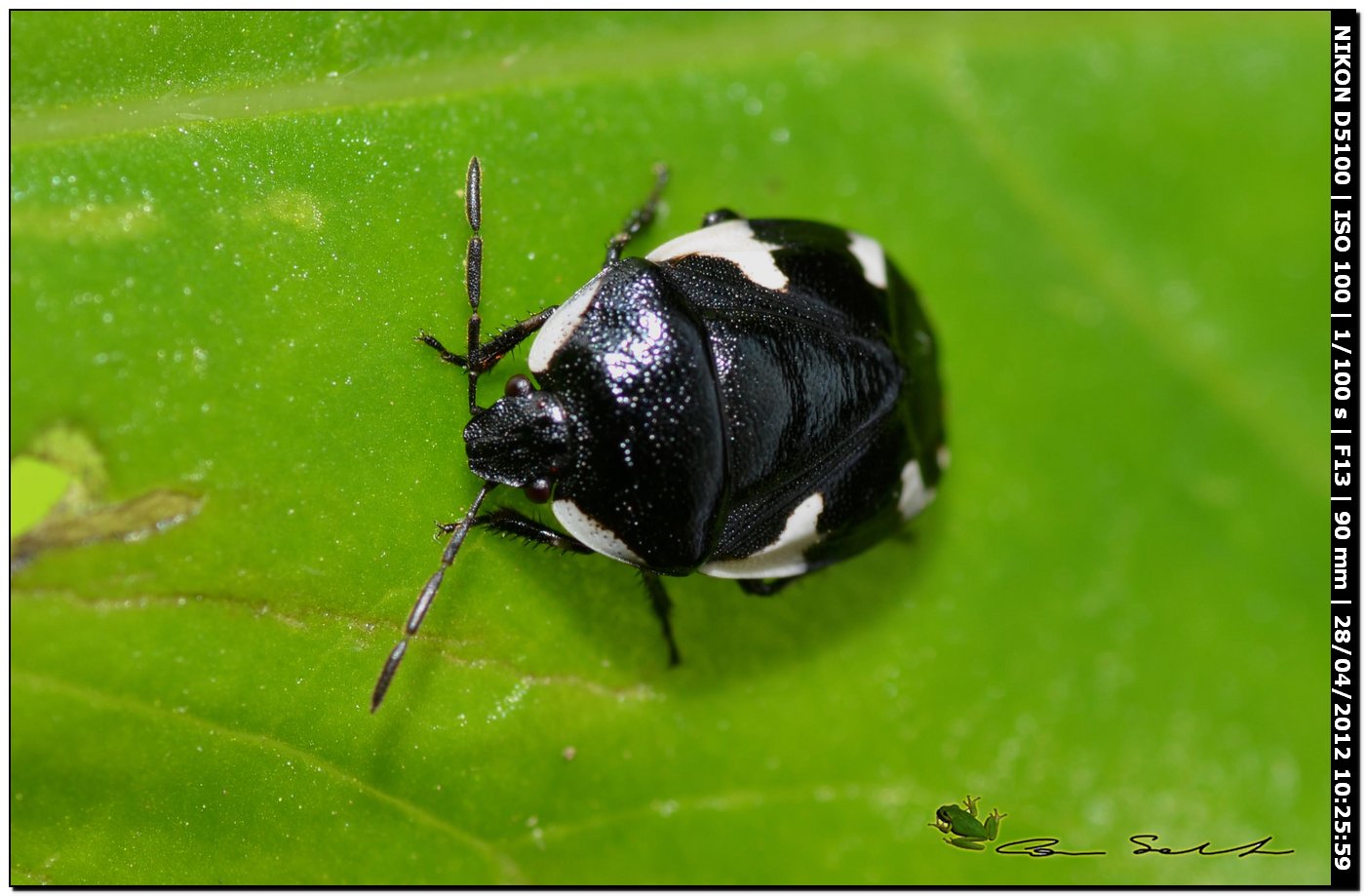 Cydnidae: Tritomegas sexmaculatus della Sardegna (SS)