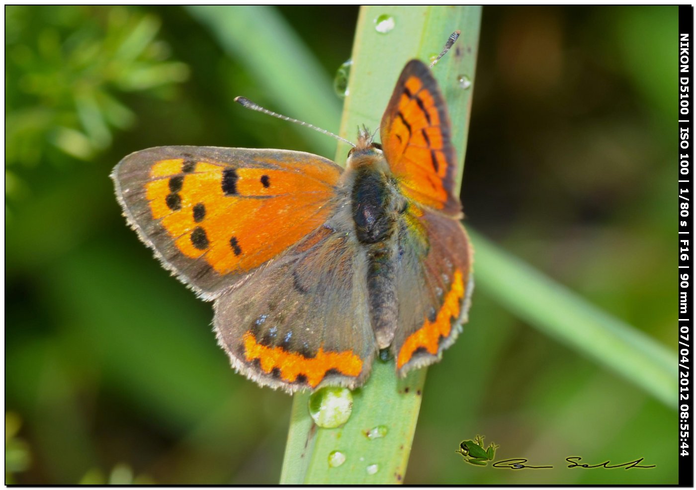 Lycaena phlaeas