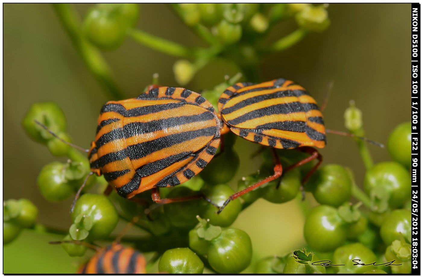 Graphosoma lineatum lineatum