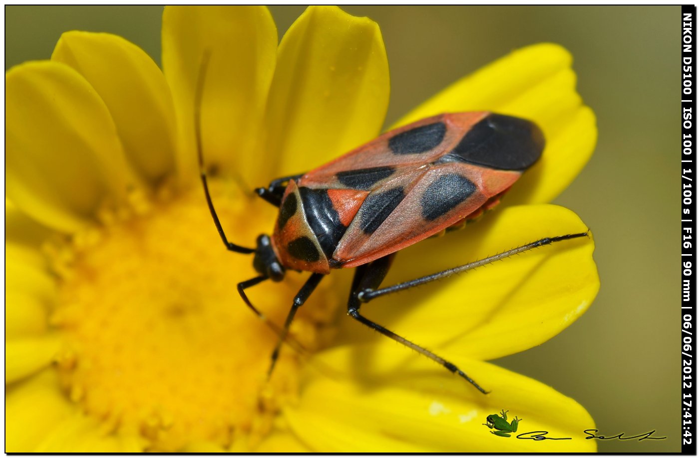 Calocoris nemoralis f.hispanica