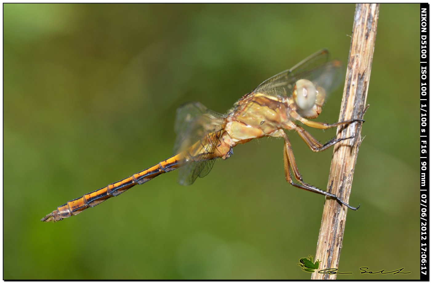 Orthetrum?