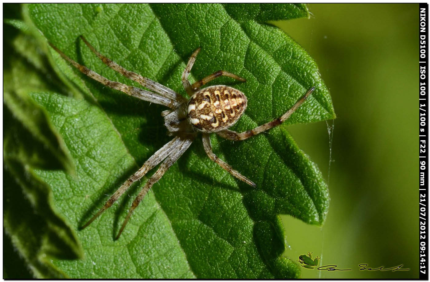 Neoscona byzanthina