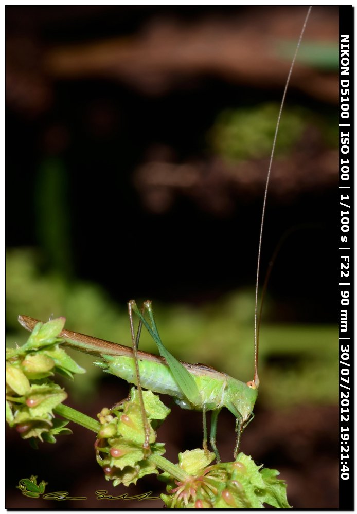 Tettigonia sp.