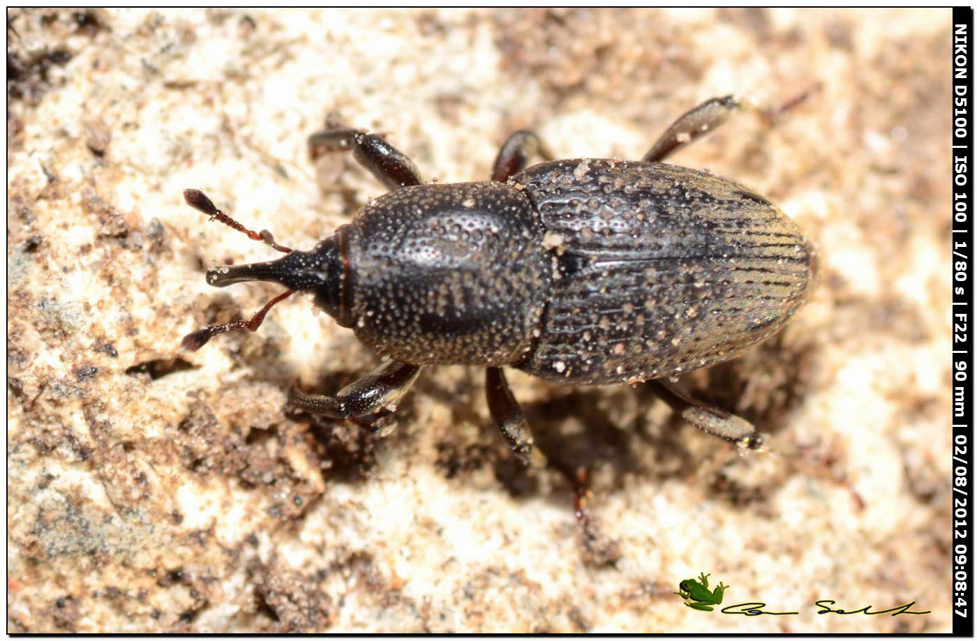 Sphenophorus meridionalis