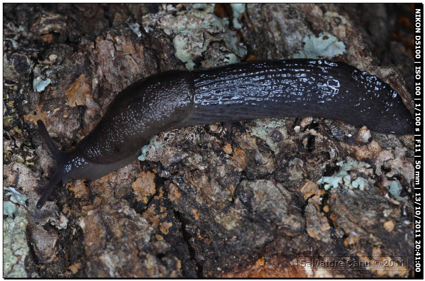 Milacide  Milax cf nigricans