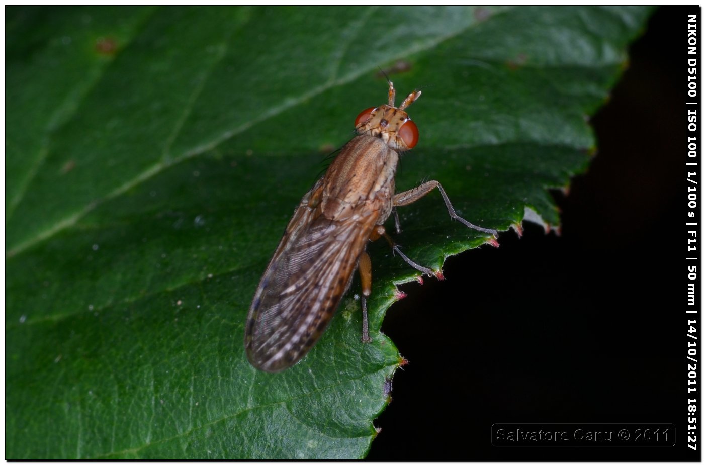 Sciomyzidae?