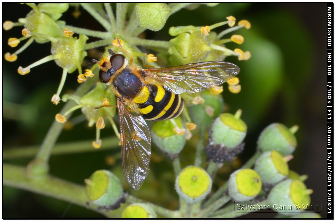 Syrphus ribesii (Syrphidae)