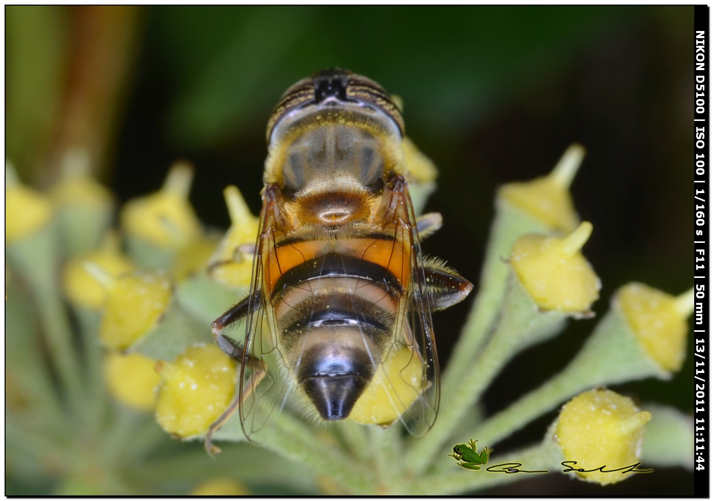 Eristalinus taeniops, Syrphidae