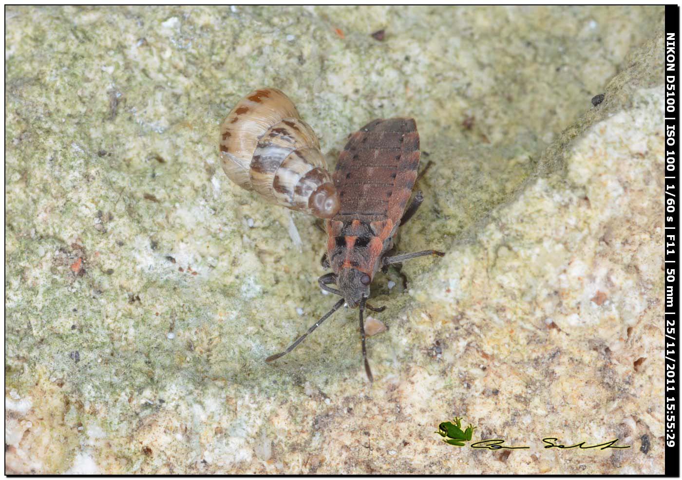 Lygaeidae: Apterola kuenckeli kuenkeli di Usini (SS)