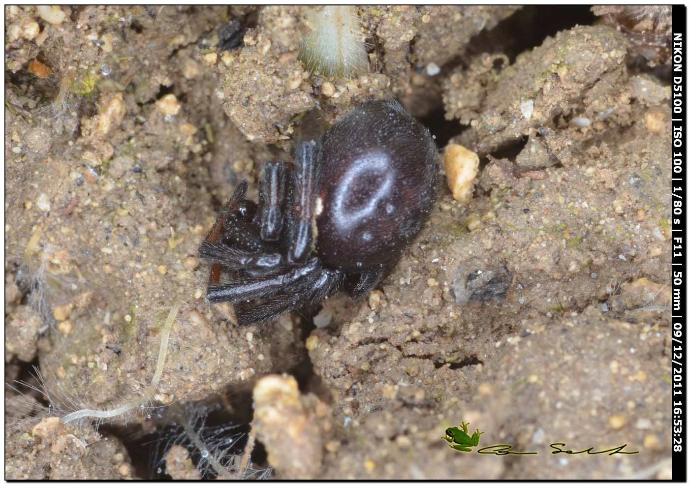 Theridiidae, Steatoda paykulliana