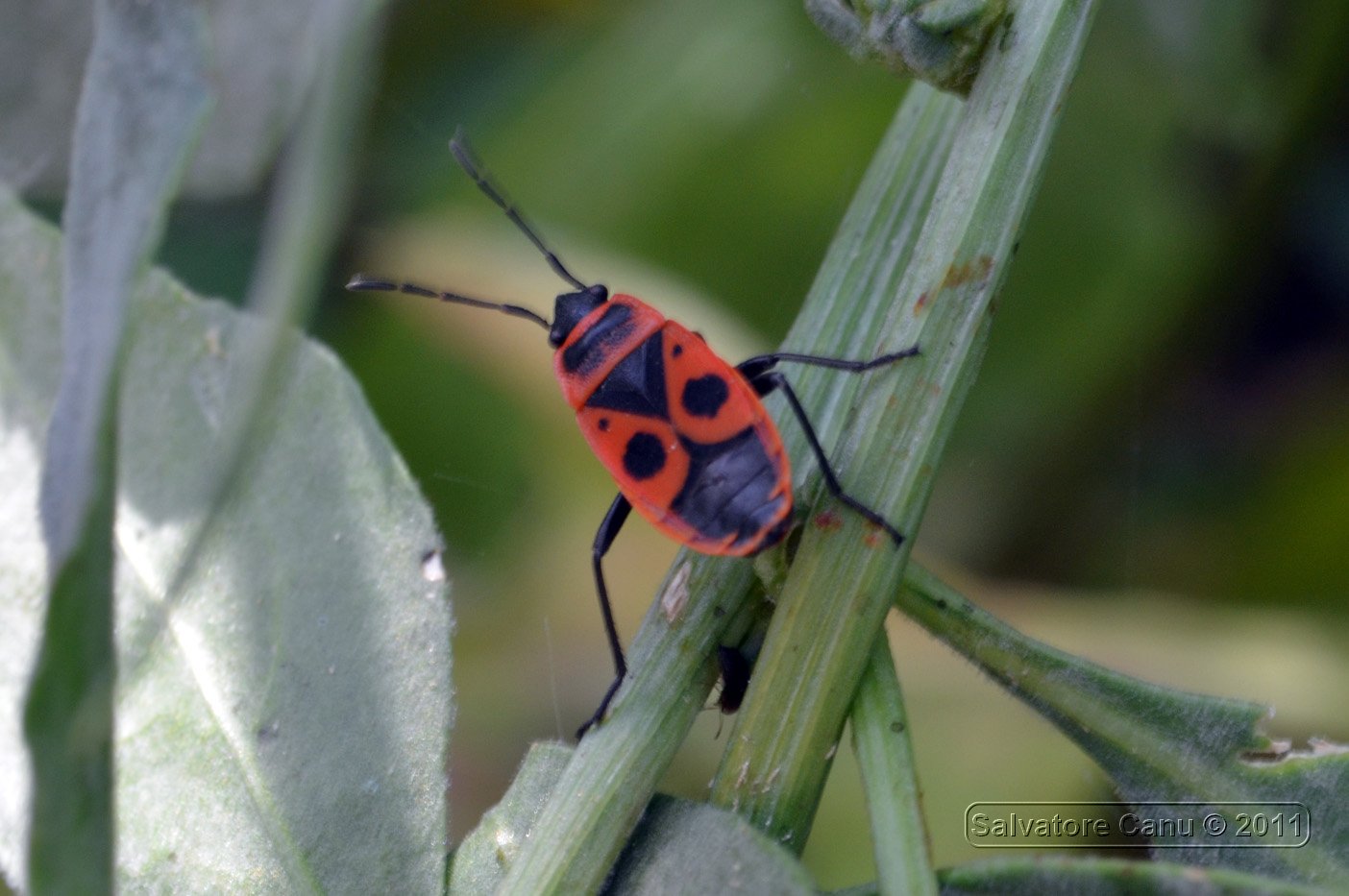 Pyrrhocoris apterus