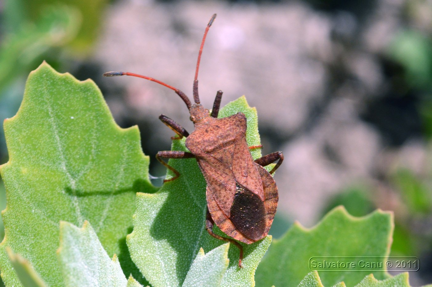 Coreidae: Coreus marginatus della Sardegna (SS)