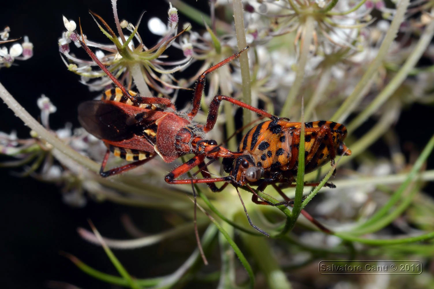 Rhynocoris erythropus predano un Graphosoma lineatum