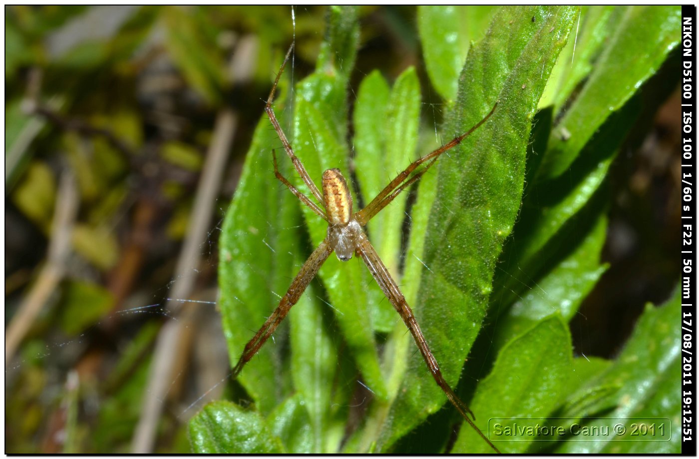 Argiope bruennichi