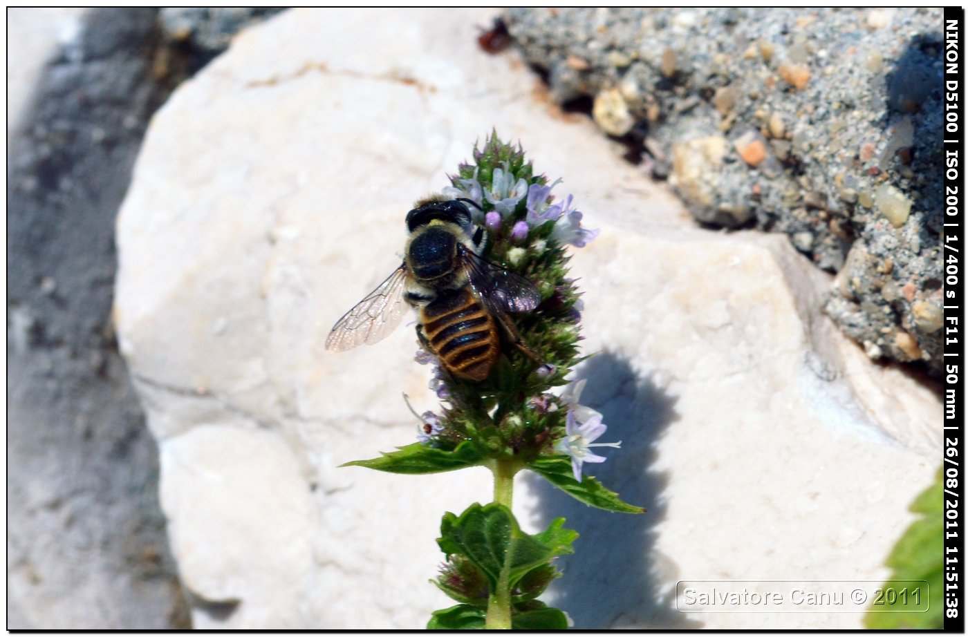 Megachile sp.