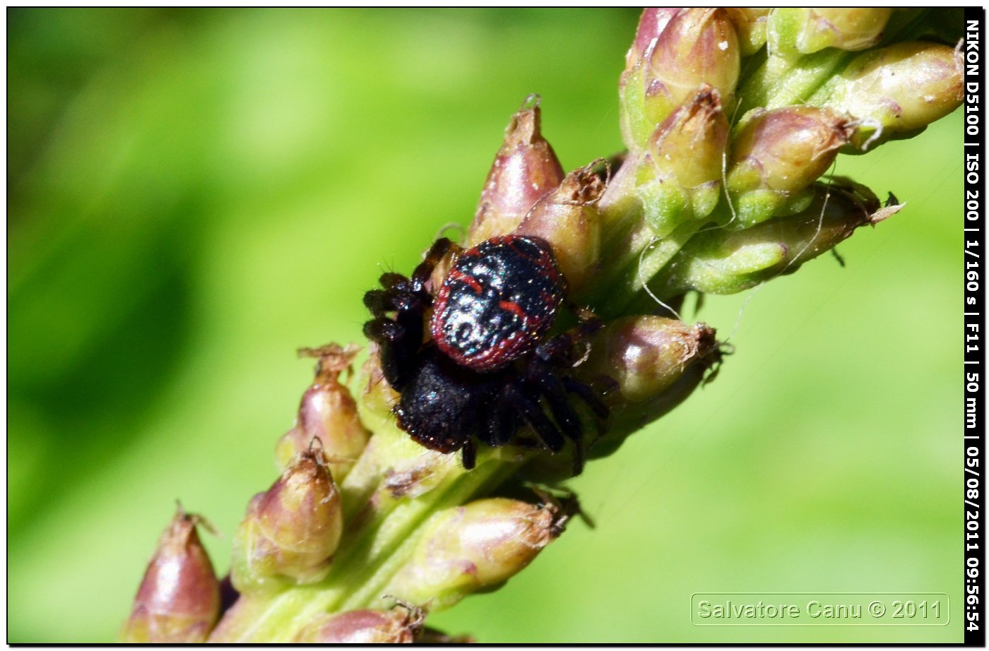 Synaema globosum