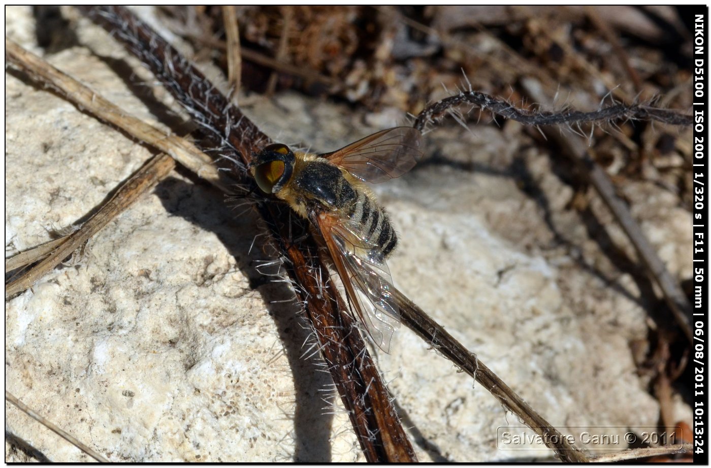 Bombyliidae: Villa sp.