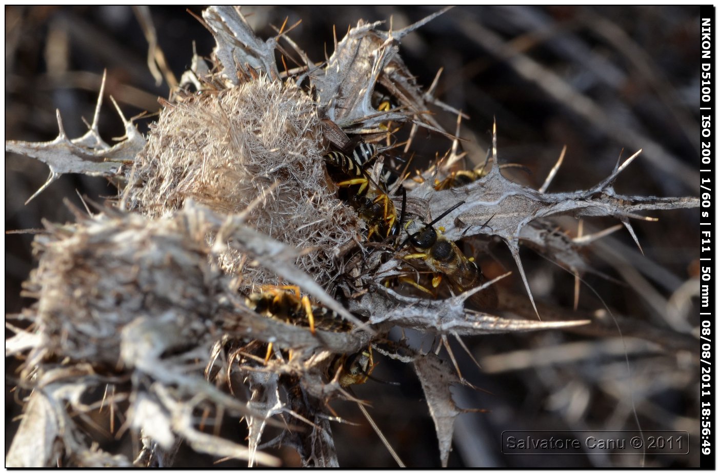 costruzione del nido? (Apidae Halictinae)