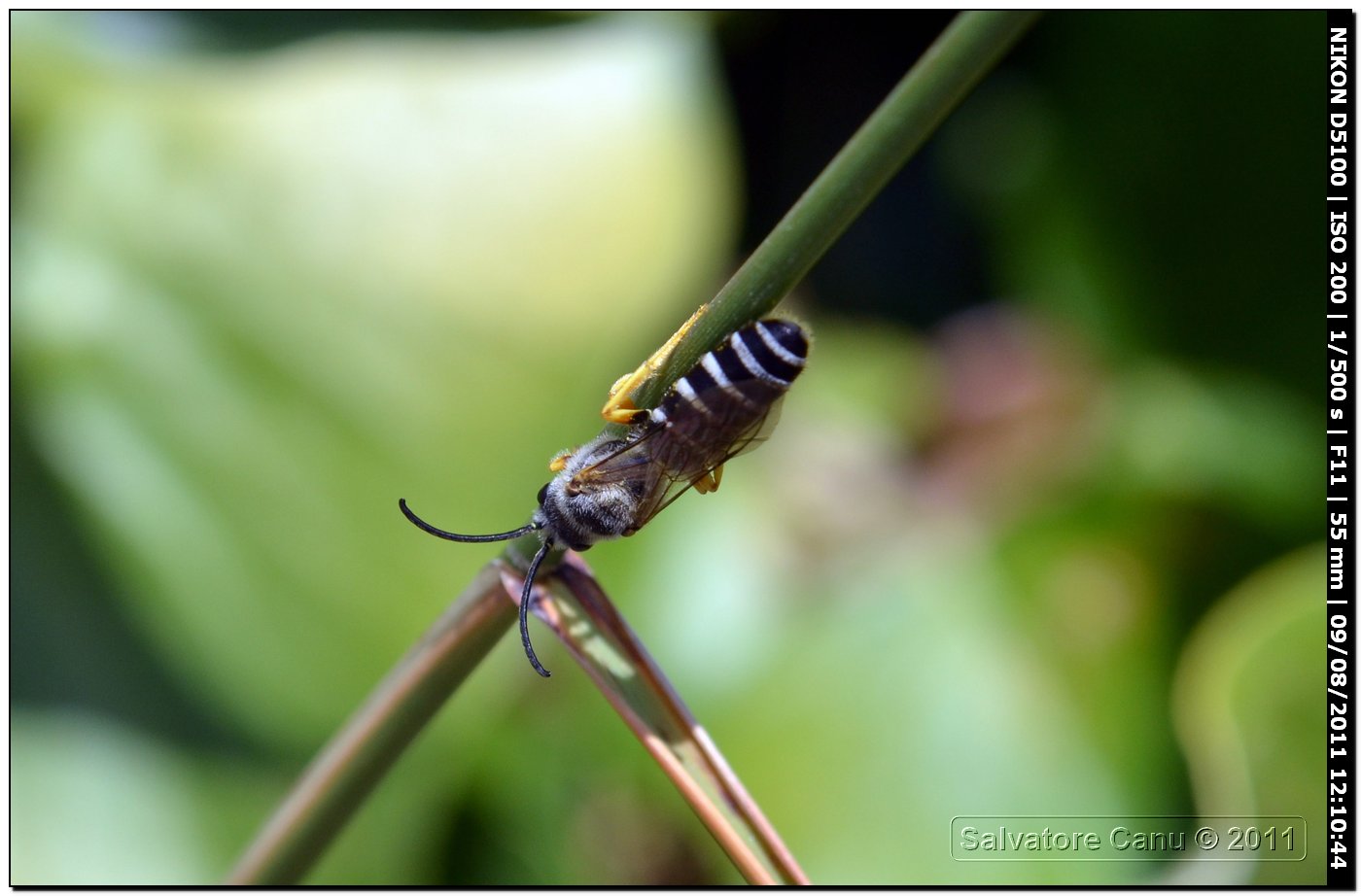 Apidae Halictinae: cfr. Halictus scabiosae, maschio