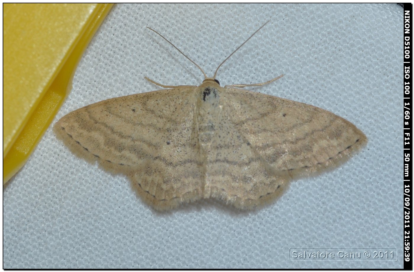 Geometridae, Idaea sp. o Scopula sp.?