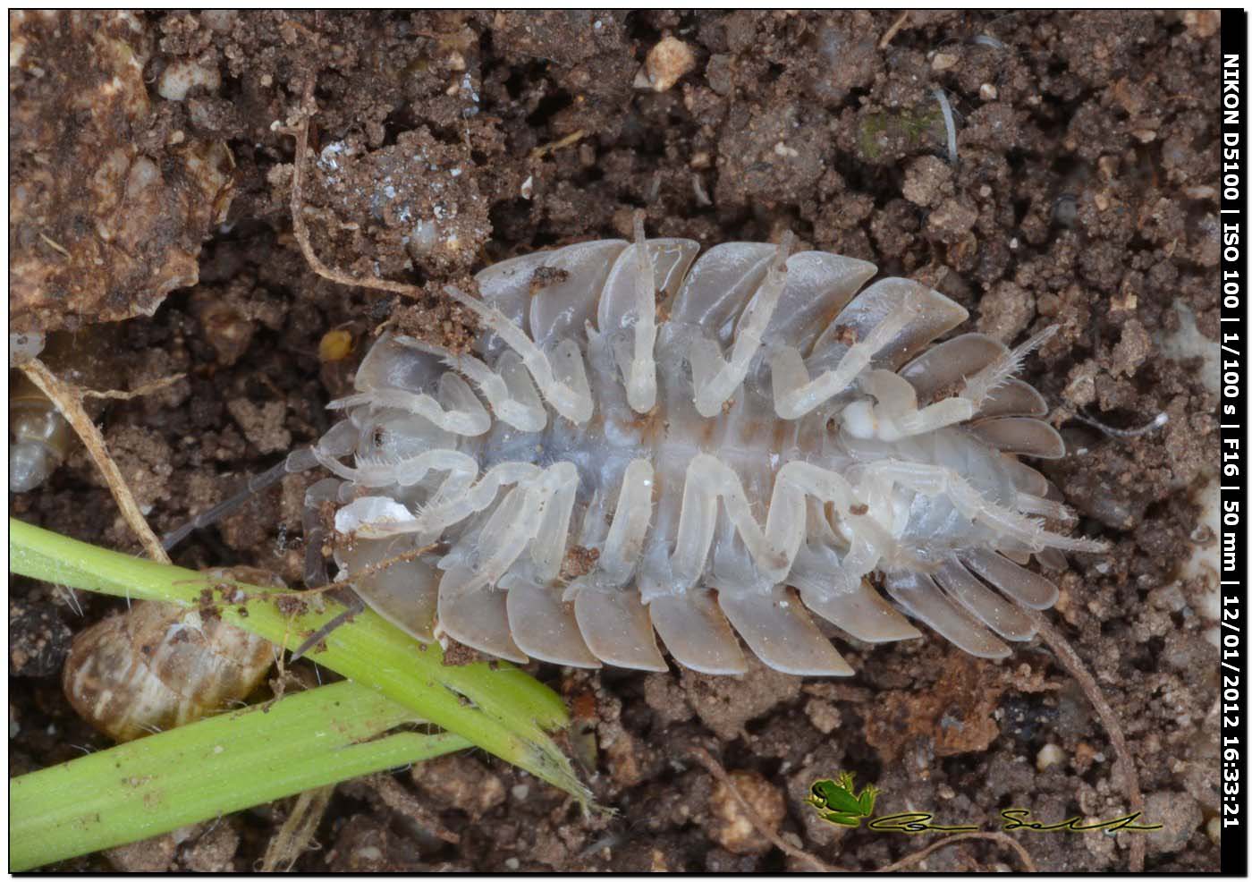 Porcellio dilatatus